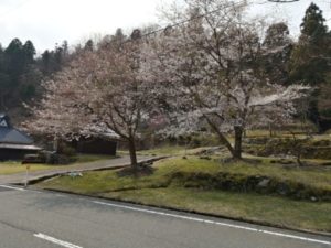大江山　桜